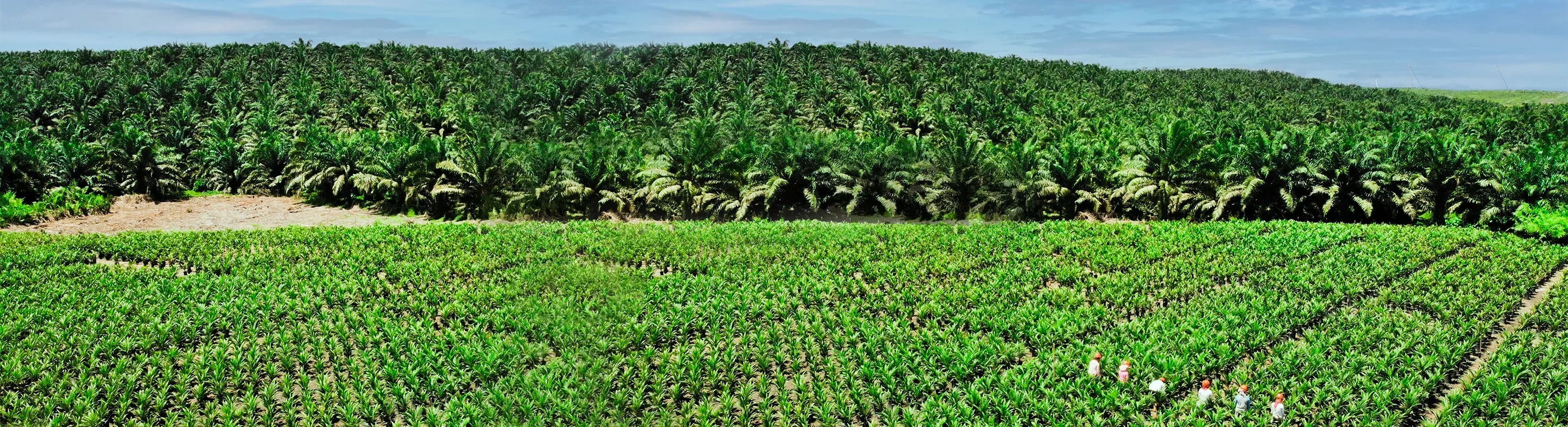 Permata Group palm plantation